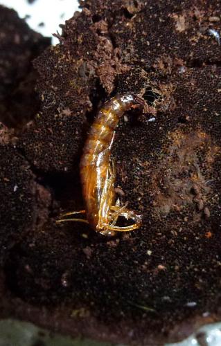 Morophaga choragella