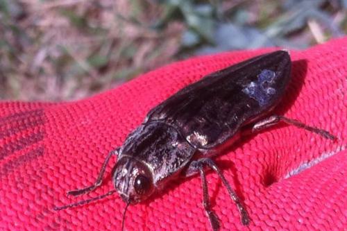 Chalcophora massiliensis