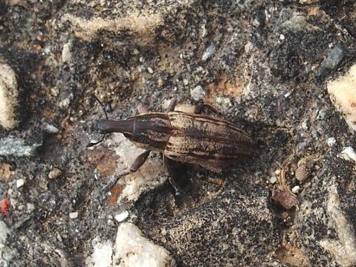 Mecaspis alternans