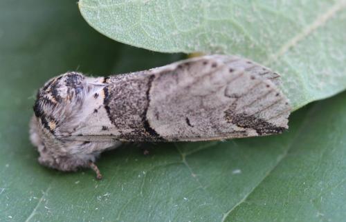 Furcula bifida