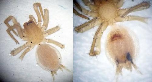 Hahnia helveola