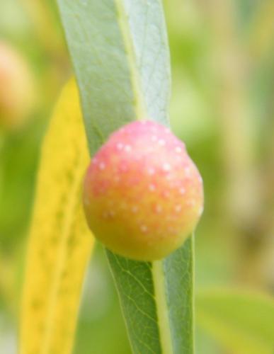 Euura sp.