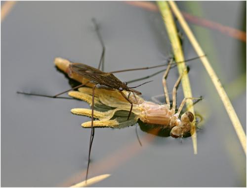 Ischnura elegans