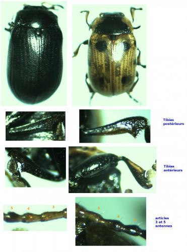Réf. 163 708 : Gonioctena linnaeana
