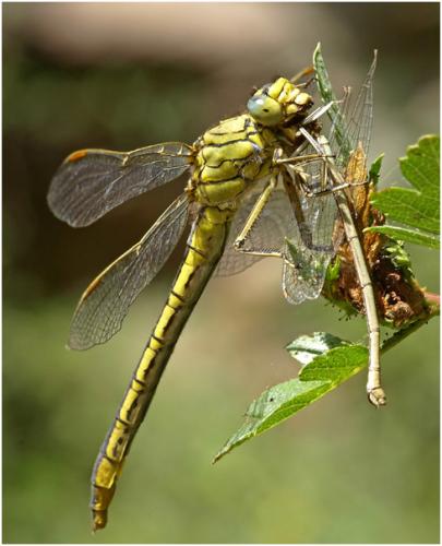 Gomphus pulchellus