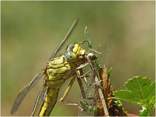 Gomphus pulchellus