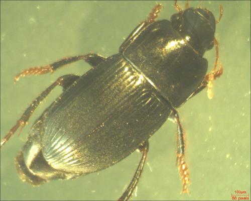 Réf. 163 536 : Harpalus tardus
