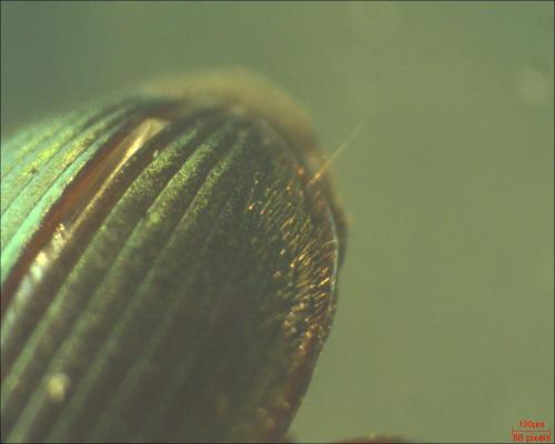 Réf. 163 541 : Harpalus affinis
