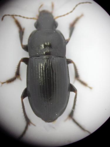 Réf. 163 116 : Harpalus anxius