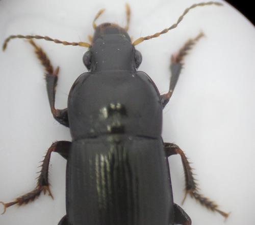 Réf. 163 118 : Harpalus anxius