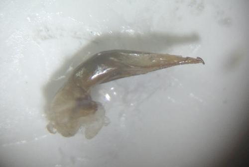 Réf. 163 119 : Harpalus anxius