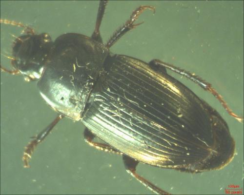 Réf. 163 577 : Harpalus sp.