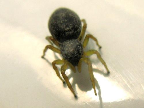 Heliophanus flavipes