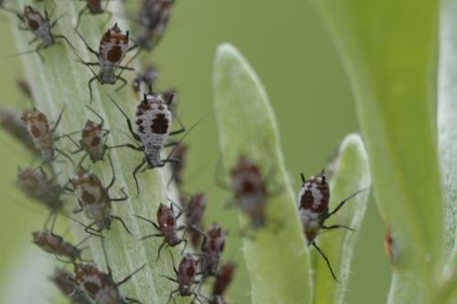 Macrosiphoniella absinthii