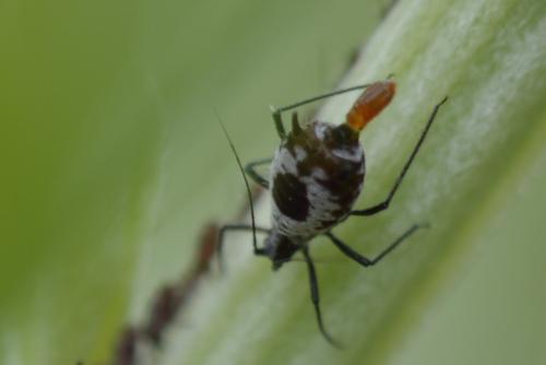 Macrosiphoniella absinthii