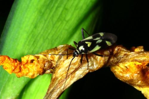 Réf. 163 990 : Grypocoris sexguttatus