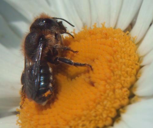 Osmia latreillei