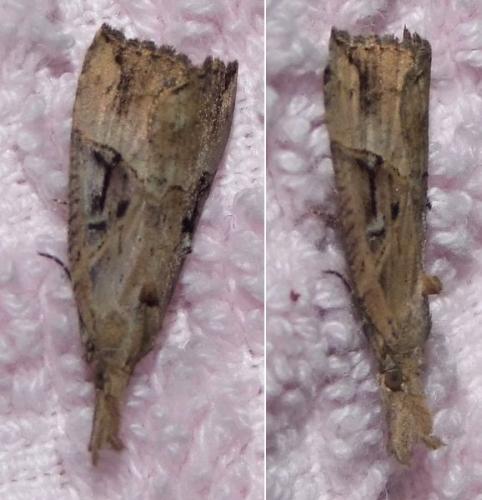 Hypena rostralis