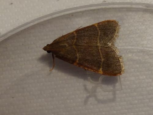 Hypsopygia glaucinalis