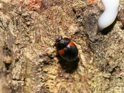 Anisotoma sp.