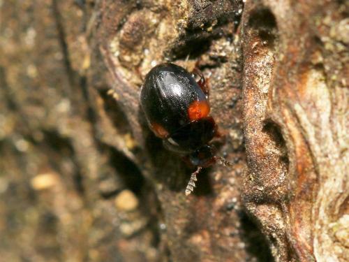 Réf. 163 285 : Anisotoma sp.