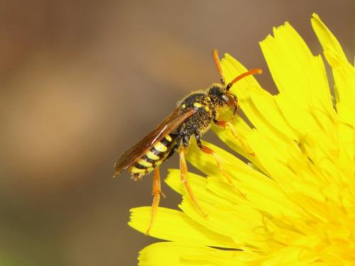 Nomada sp.