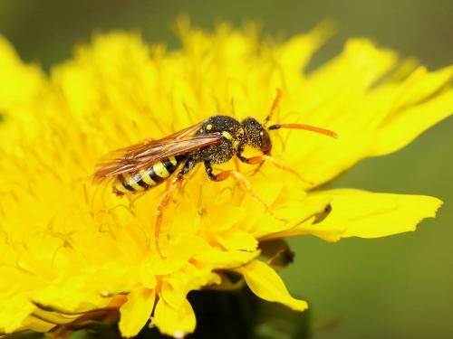 Nomada sp.