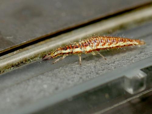 Chrysoperla lucasina