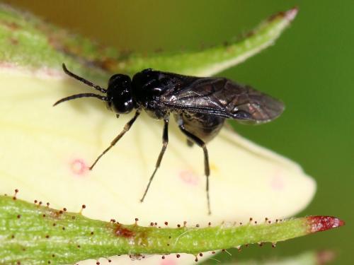 Cladardis elongatula