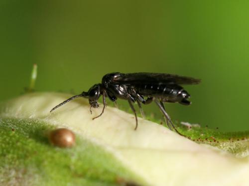 Réf. 163 931 : Cladardis elongatula