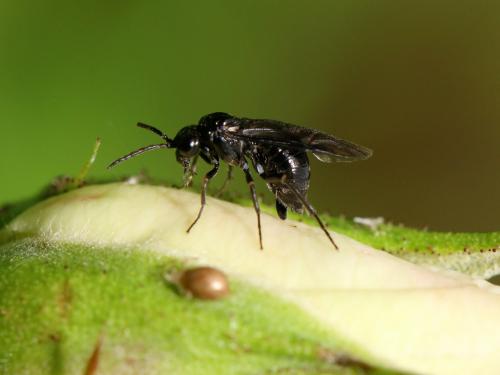 Cladardis elongatula