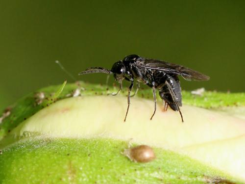 Cladardis elongatula