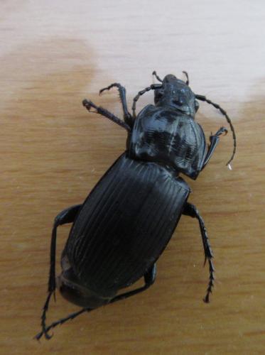 Abax parallelepipedus