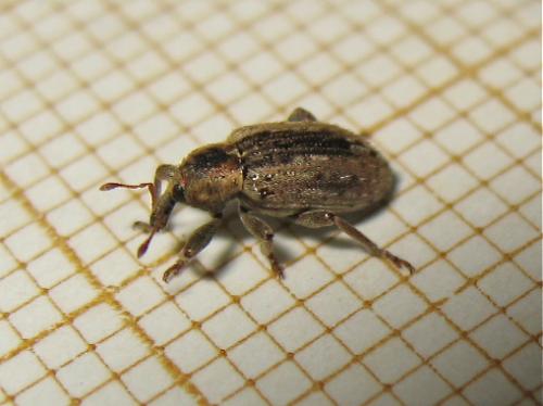 Réf. 163 782 : Hypera sp.