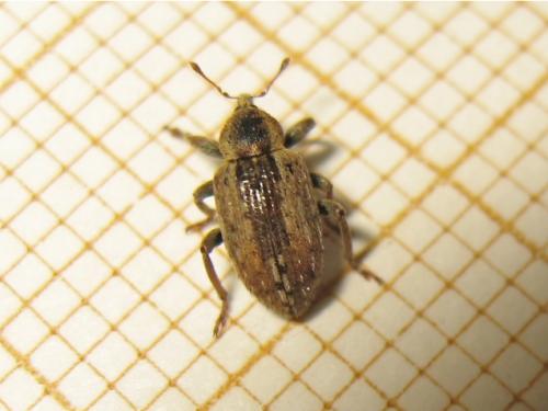 Réf. 163 783 : Hypera sp.