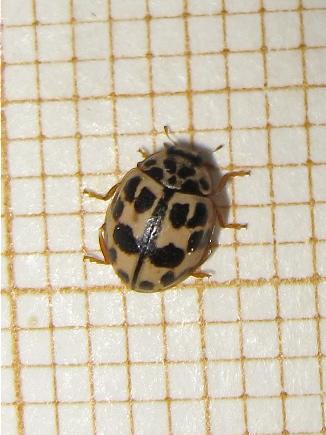 Réf. 163 781 : Oenopia conglobata