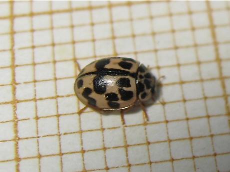 Réf. 163 780 : Oenopia conglobata