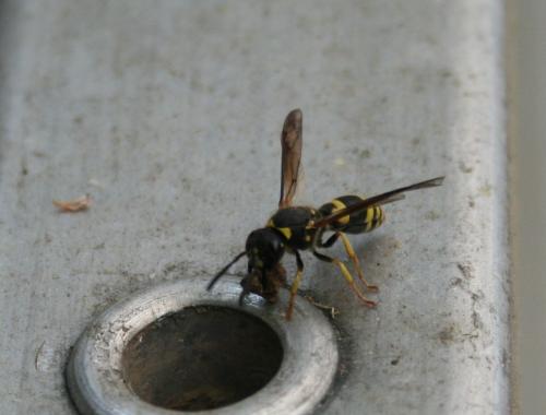 Réf. 163 388 : Ancistrocerus sp.