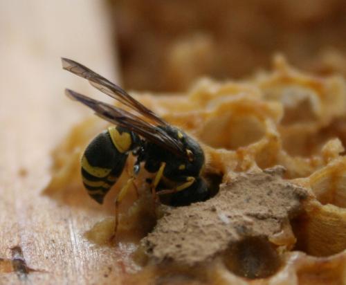 Réf. 163 389 : Ancistrocerus sp.