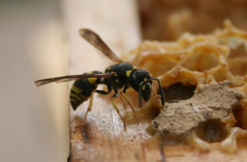 Réf. 163 390 : Ancistrocerus sp.