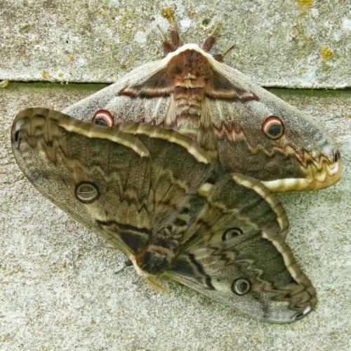 Réf. 163 190 : Saturnia pyri