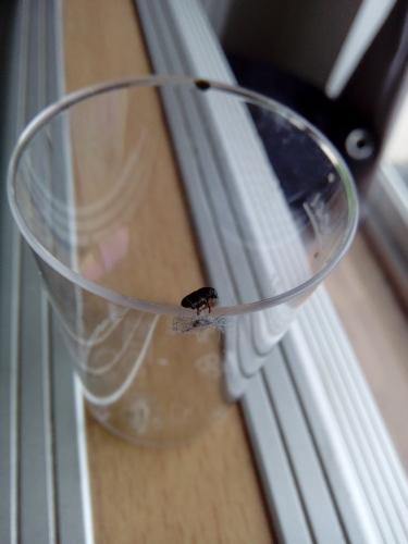 Scolytus sp.