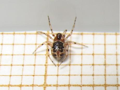 Réf. 163 707 : Sardinidion blackwalli