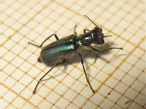 Réf. 163 448 : Cordylepherus viridis