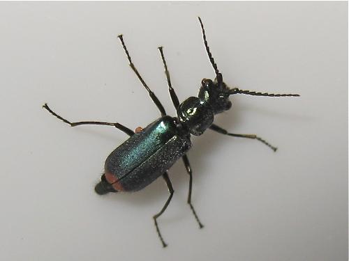 Réf. 163 447 : Cordylepherus viridis