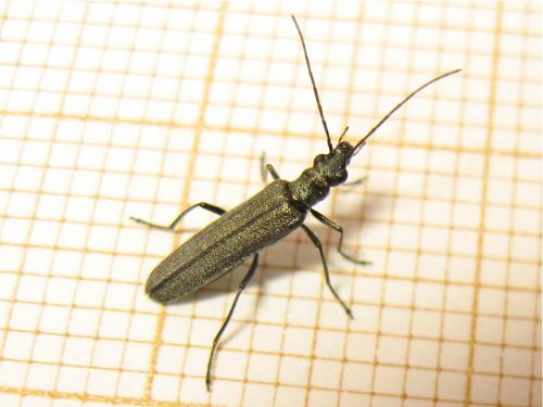Oedemera sp.