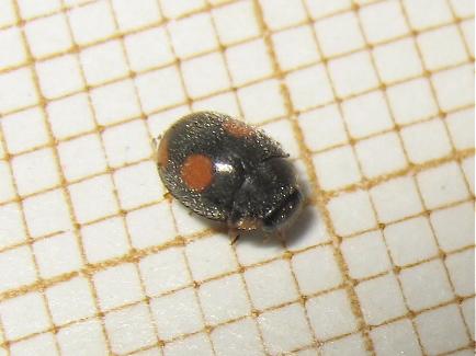 Platynaspis luteorubra