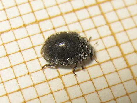Réf. 163 702 : Rhyzobius forestieri