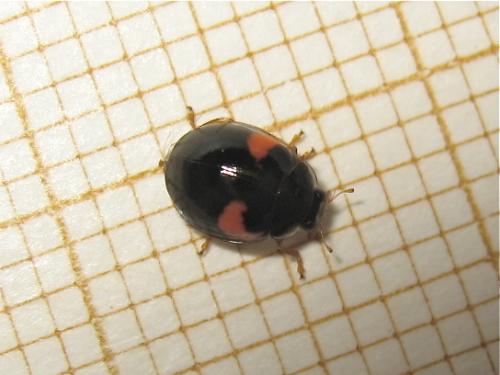 Adalia decempunctata