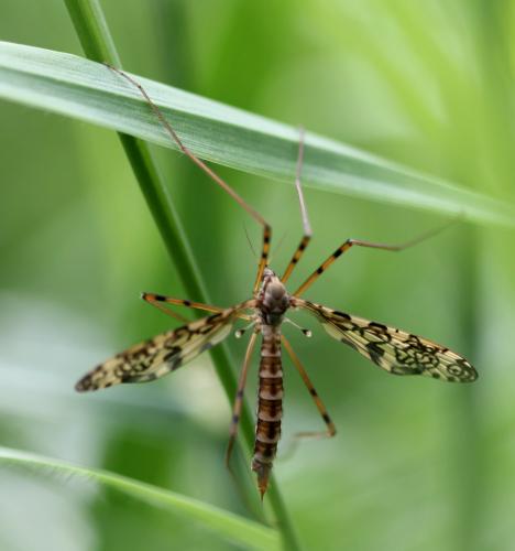 Epiphragma ocellare